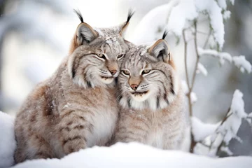Wandcirkels aluminium A loving couple of lynxes in the winter in the forest © Veniamin Kraskov