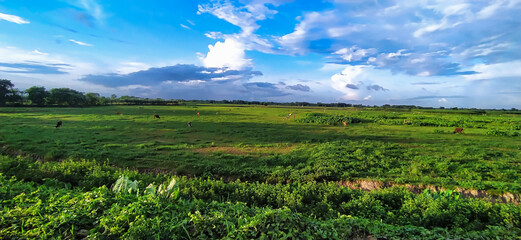 background green sky view