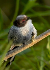 Juvenile Long Tailed Tit on a branch
