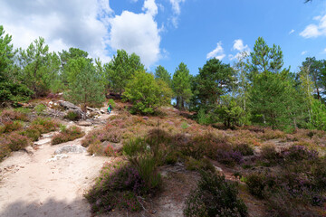 The 25 bumps circuit in Fontainebleau forest	
