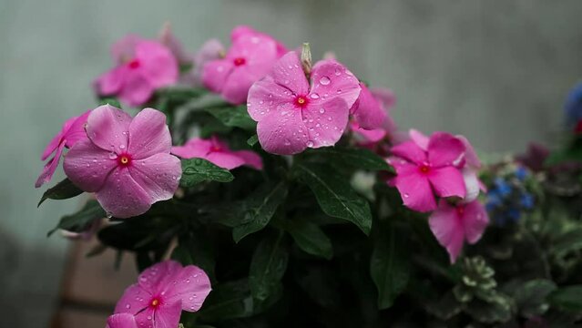 Rainy season, close-up of two pots of flower plants balcony with pouring rain in background. High quality FullHD footage