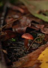 Poisonous and inedible mushrooms in the forest