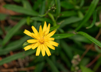 Fox flowers and fruits of various plants