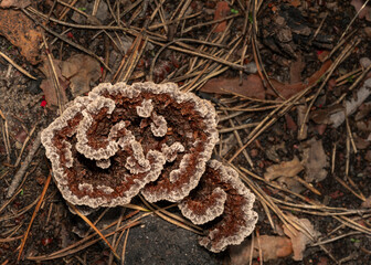 Poisonous and inedible mushrooms in the forest