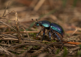 A large black beetle spread its wings