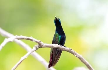 Beautiful Black-throated Mango hummingbird perching on a twig in warm natural lighting