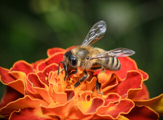 bee on flower