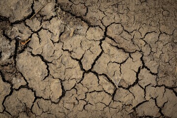 The surface condition of the soil is dry and cracked due to lack of water.