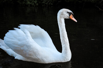 mute swan cygnus olor