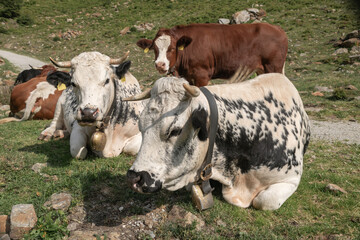 Kühe auf der Alm im Stubaital