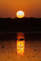 Flamenco atardeciendo