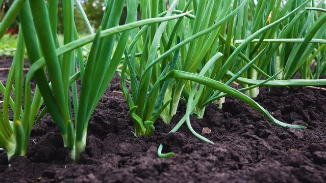 Green onions grow in the garden. The concept of growing environmentally friendly greenery. Work in the garden