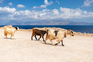Pocztówka z podróży, krajobraz morski, urlop i zwiedzanie greckiej wyspy Kreta, Grecja