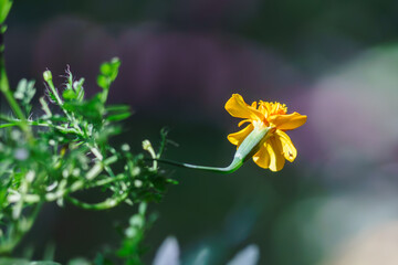 Beautiful flower on the balcony Chernobrovka