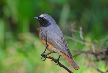 common redstart