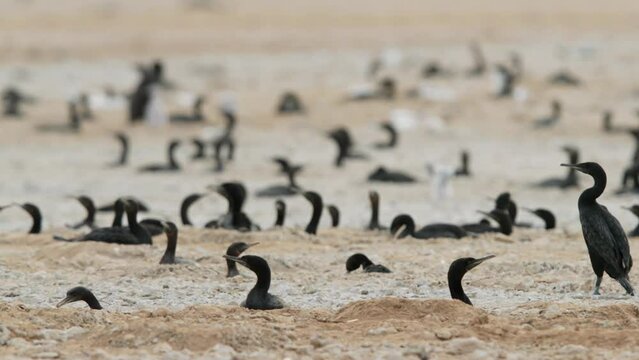  Socotra cormorant nesting at Hawar island of Bahrain
