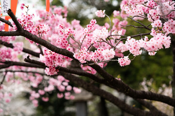 Cherry Blossoms in Tokyo