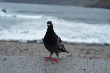 A beautiful nimble pigeon sits by the sea embankment in Georgia and flies from place to place