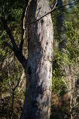 native gum tree growing in a forest in a national park in australia in the bush in spring