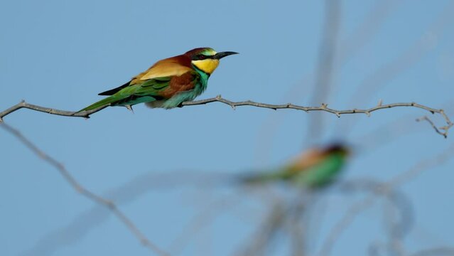 European bee-eater perched on acacia on windy day at Hamala, Bahrain