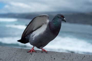 A beautiful nimble pigeon sits by the sea embankment in Georgia and flies from place to place