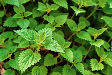 Fototapeta na wymiar Stinging nettle, urtica dioica in the garden is herbaceous perennial flowering plant in the family Urticaceae