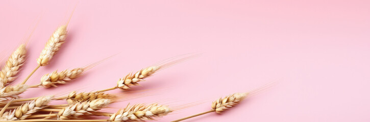 Golden wheat stalks on pink background banner ai generated