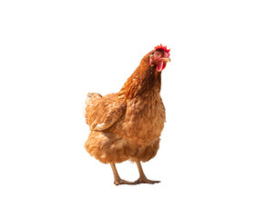 brown female chicken isolated on white background with Clipping Path
