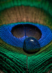 Fototapeta premium In many colors peacock feather with water drop