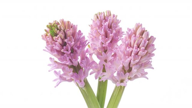 Spring flowers Hyacinth opening. Blooming of beautiful flowers on white background. Timelapse.