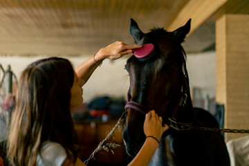 Close-up of a girl stable worker combing out the mane of a black horse in a stable concept of love for equestrian sport
