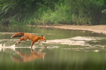 fox walking on the river
