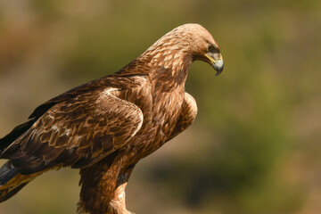 Steinadler Portrait 