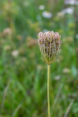 The flower of a wild carrot in green meadow, Daucus carota