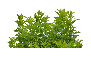Green bush isolated transparency background.