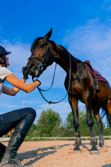 A horsewoman in a helmet hugs and scratches her beautiful black horse with her hand at the...