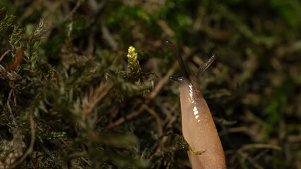 Different insects in different conditions