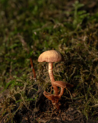 Small yellow and gray mushrooms poisonous