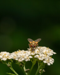 Different insects in different conditions