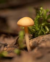 Small yellow and gray mushrooms poisonous
