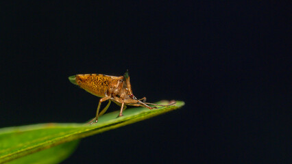 Different insects in different conditions