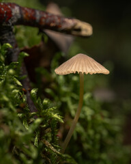 Small yellow and gray mushrooms poisonous