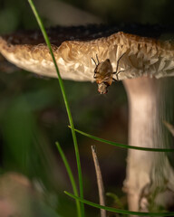 Small yellow and gray mushrooms poisonous