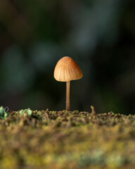 Small yellow and gray mushrooms poisonous