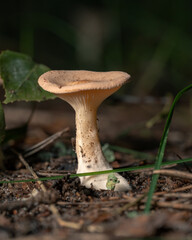 Small yellow and gray mushrooms poisonous