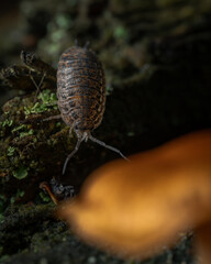 Different insects in different conditions