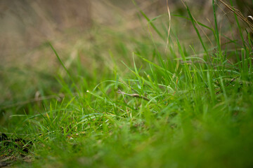 long native grasses on a regenerative agricultural farm. pasture in a grassland in the bush in australia in spring in australia