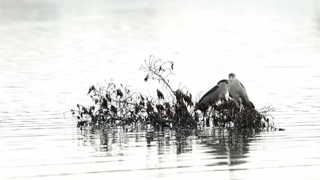 A highkey image of a pair of Black crown night heron at Tubli bay