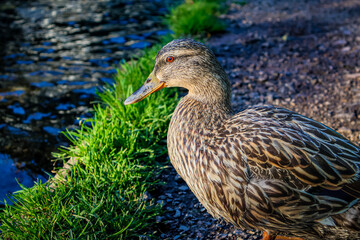 duck in the pond