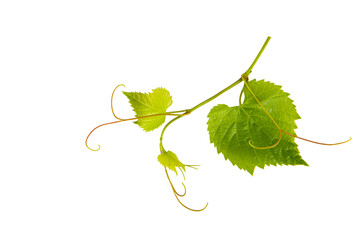 Grape leaves isolated on white .